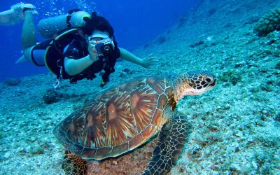 Dive into Scuba Diving Essentials for Beginners
